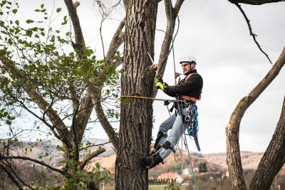 Tree Trimming Insurance in Bakersfield, CA by Bakersfield Insurance Agency